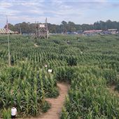 Buford Corn Maze