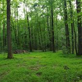 Anderson Property