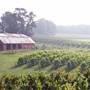 Three Sisters Vineyards & Winery