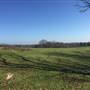 Old Peach Orchard