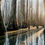 Cypress Hollow