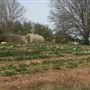 The Potting Shed Nursery