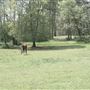 Beautiful 22 acre horse farm