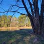7 acre Estate with a 1 1/2 acre lake and 100 Year old trees