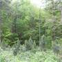 Douglas County Woods