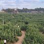 Buford Corn Maze
