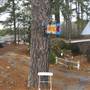 Matilda's Music Under The Pines
