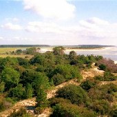 Sapelo Island