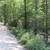 Tallulah River