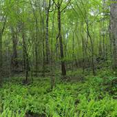 Smithgall Woods Conservation Area