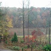 Moon Shade Hollow
