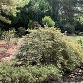 Japanese-styled Backyard Garden