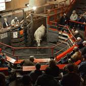 D&N Livestock Services
