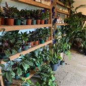 Tropical Express Atl