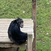 Project Chimps