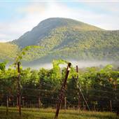 Yonah Mountain Vineyards
