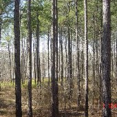 Smith Mill Rd. - Ocmulgee River
