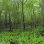 Smithgall Woods Conservation Area