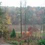Moon Shade Hollow