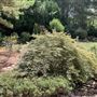 Japanese-styled Backyard Garden