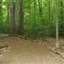 Cator Woolford Forest