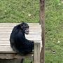 Project Chimps