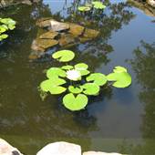 Walker Deck & Ponds