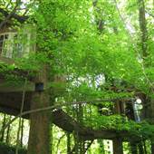 In-town treehouses