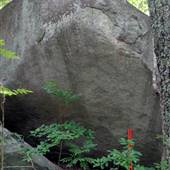 Forested Boulder Field in Chatt Hills, GA