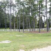 King Show Horses,LLC