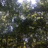Barnes' Woods
