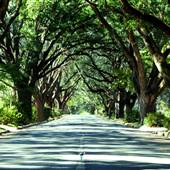 Albany Tree-Lined Streets