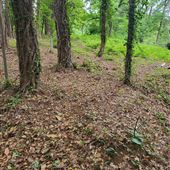 The Woods