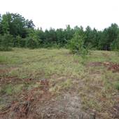 66 Acres south of Senoia, GA