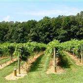 Serenberry Vineyards