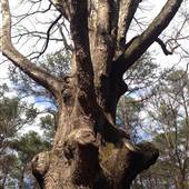 Connally Nature Preserve