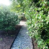 Green Hedge