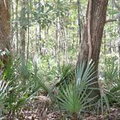Liberty County Forests