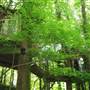 In-town treehouses