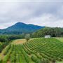 Currahee Vineyards