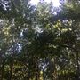 Barnes' Woods