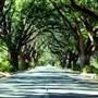 Albany Tree-Lined Streets