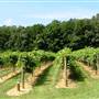 Serenberry Vineyards
