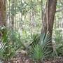 Liberty County Forests