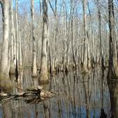 Georgia Wildlife Federation's Alcovy Conservation Center