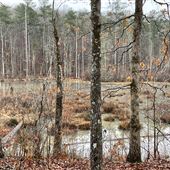 Watson Land