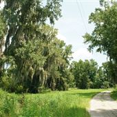 Champney Island / Altamaha Wildlife Management Area