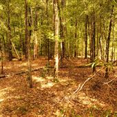 West Pines