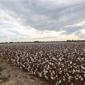 SW GA Cotton Field