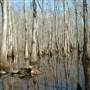 Georgia Wildlife Federation's Alcovy Conservation Center